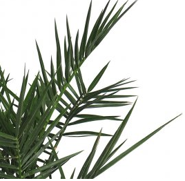 Miniatura: PALMERA CANARIA (PHOENIX CANARIENSIS)