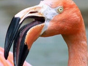 Taste This Roman Delicacy