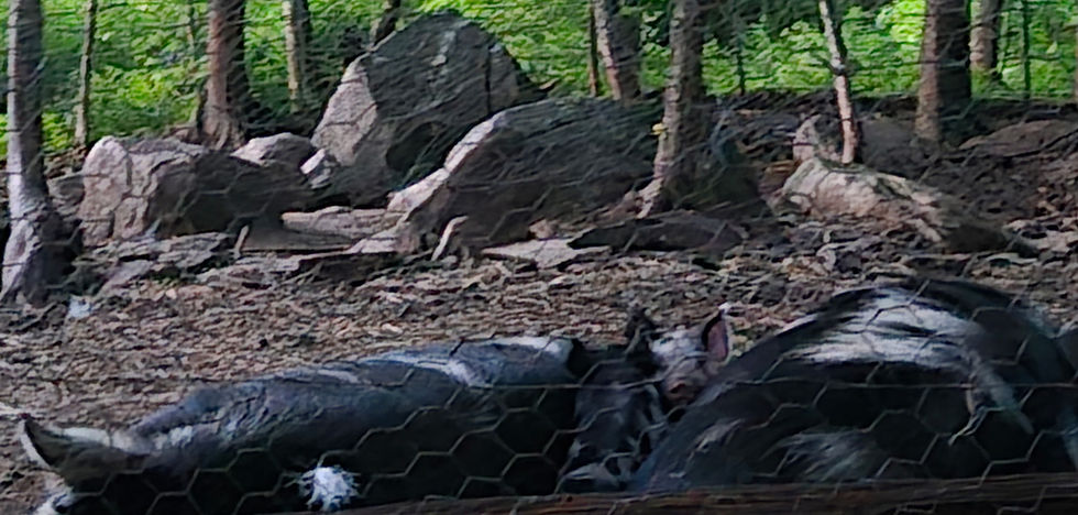 Kuni Kuni- Berkshire crosses resting with mom and aunt
