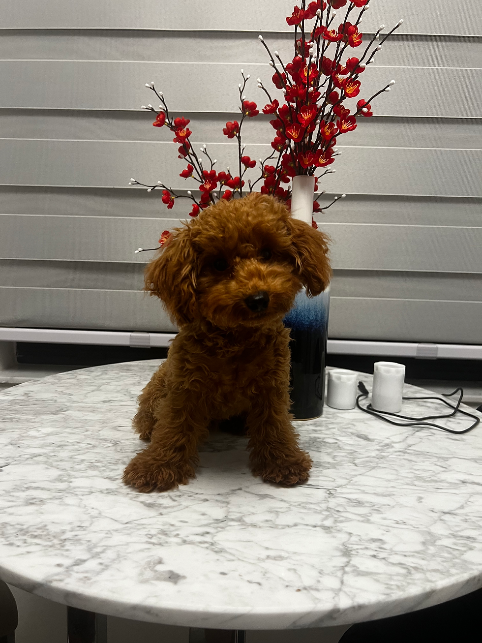 AKC-Taffy