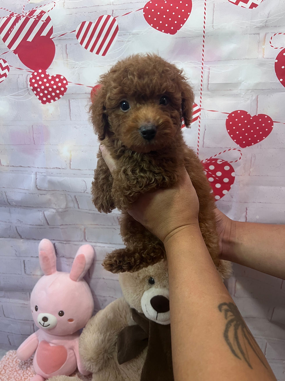 Thumbnail: AKC-Milo(SOLD)
