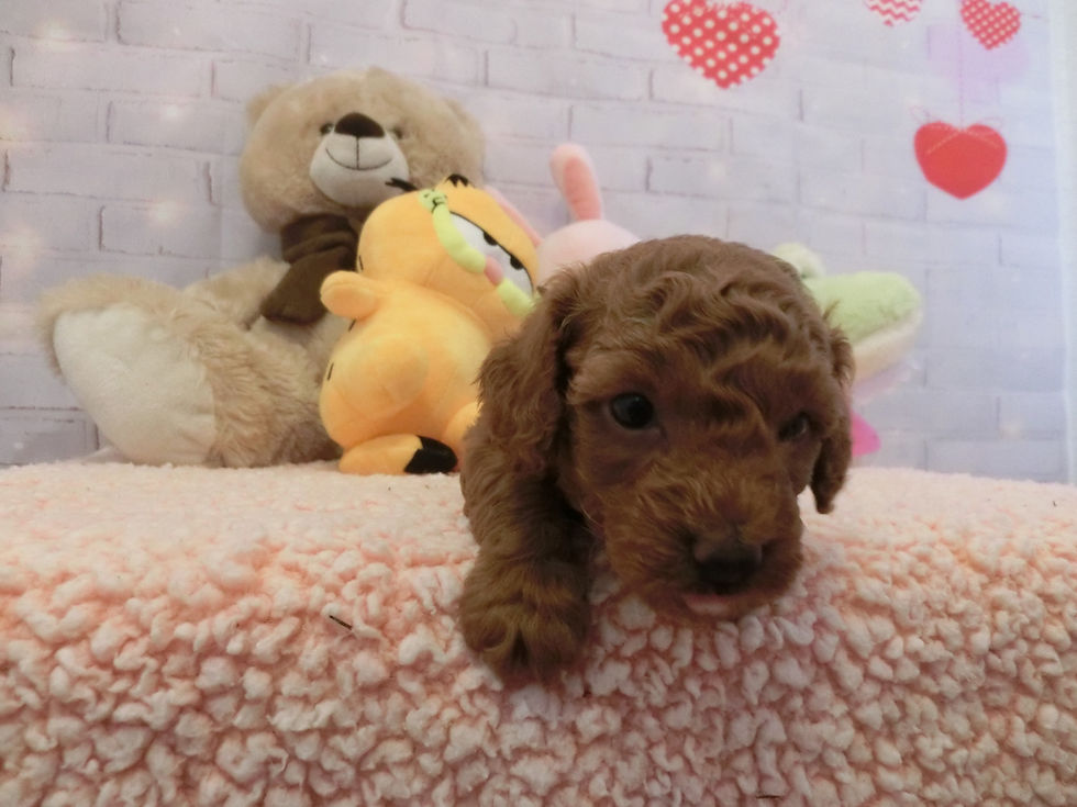 Thumbnail: 4 puppies SOLD