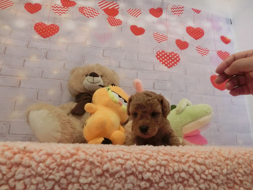 Thumbnail: 4 puppies SOLD