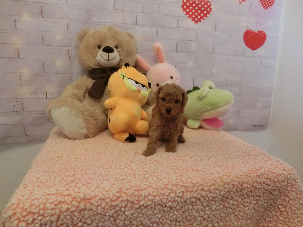 Thumbnail: 4 puppies SOLD