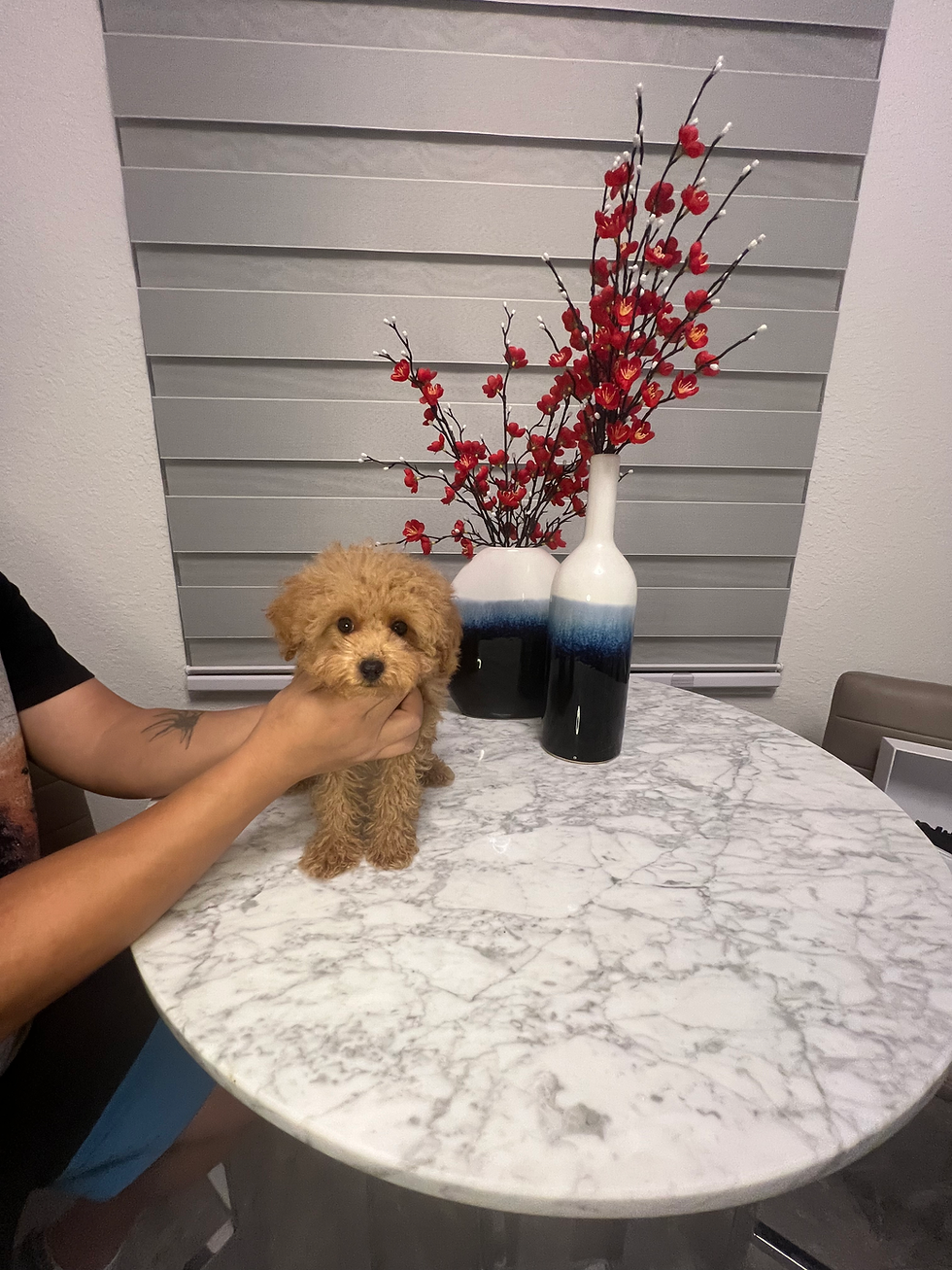 Thumbnail: Akc 3 puppies on sale now ~