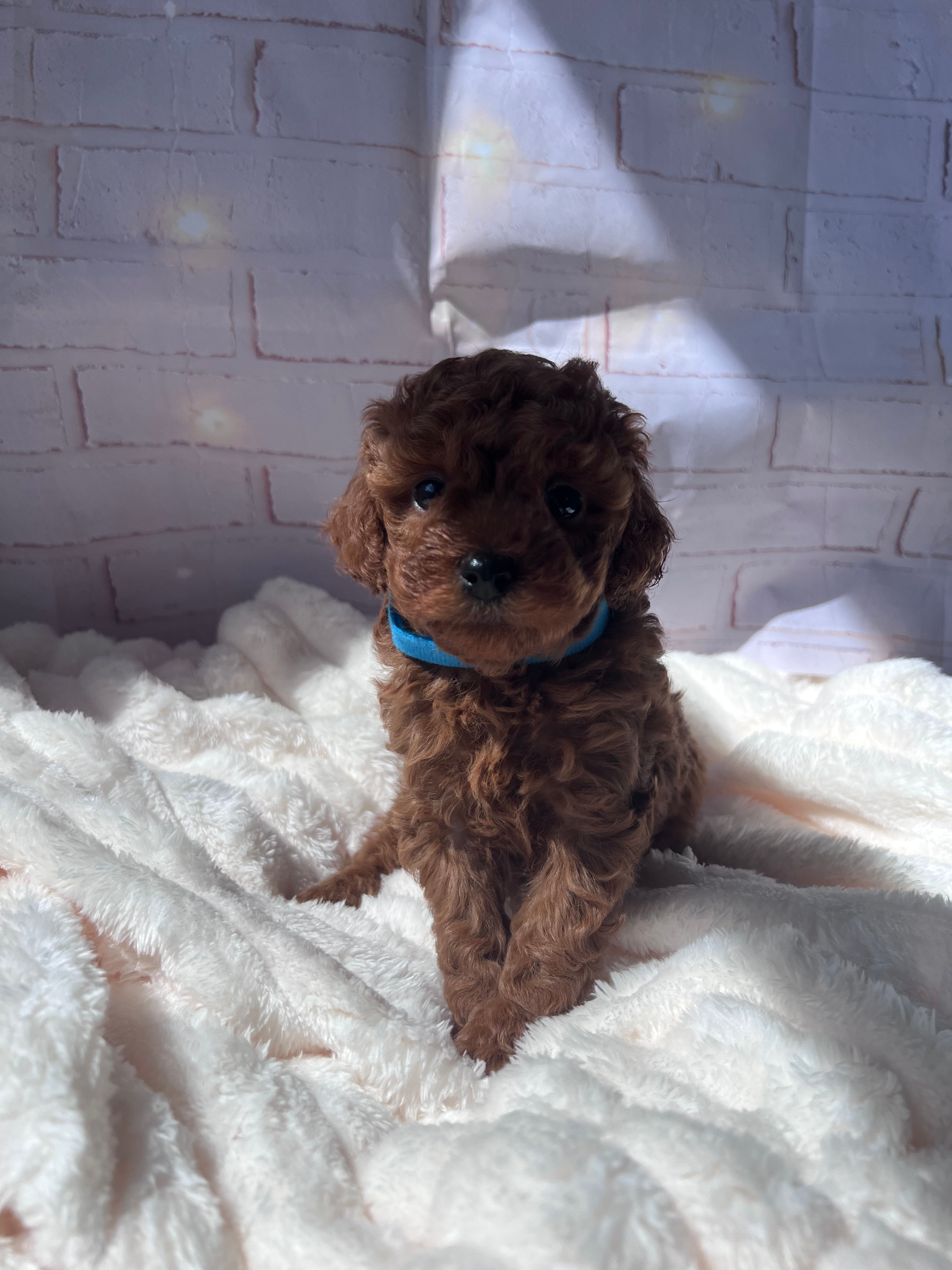 AKC-Zoey