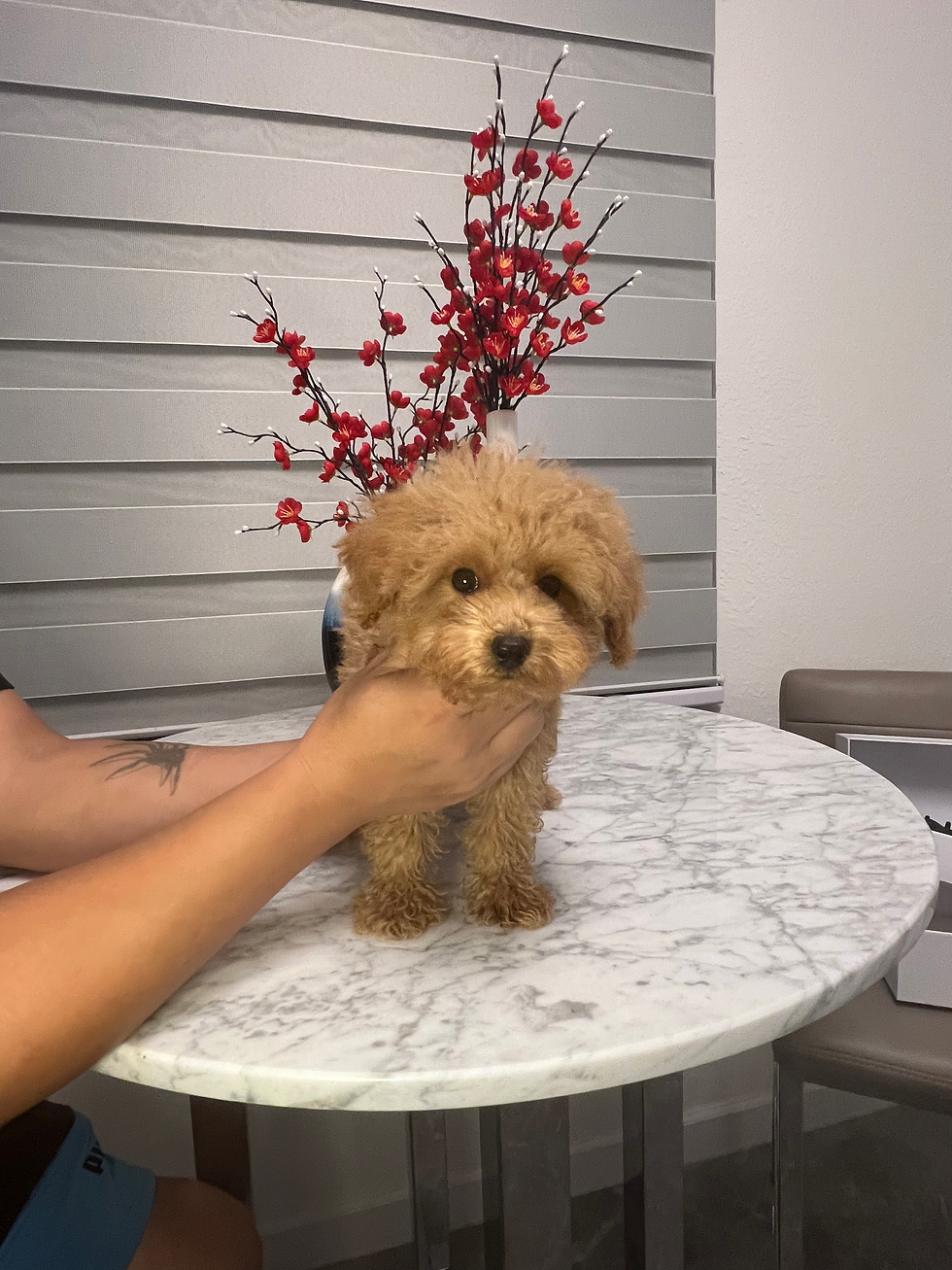 Thumbnail: Akc 3 puppies on sale now ~