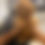 Thumbnail: AKC Pinky SOLD