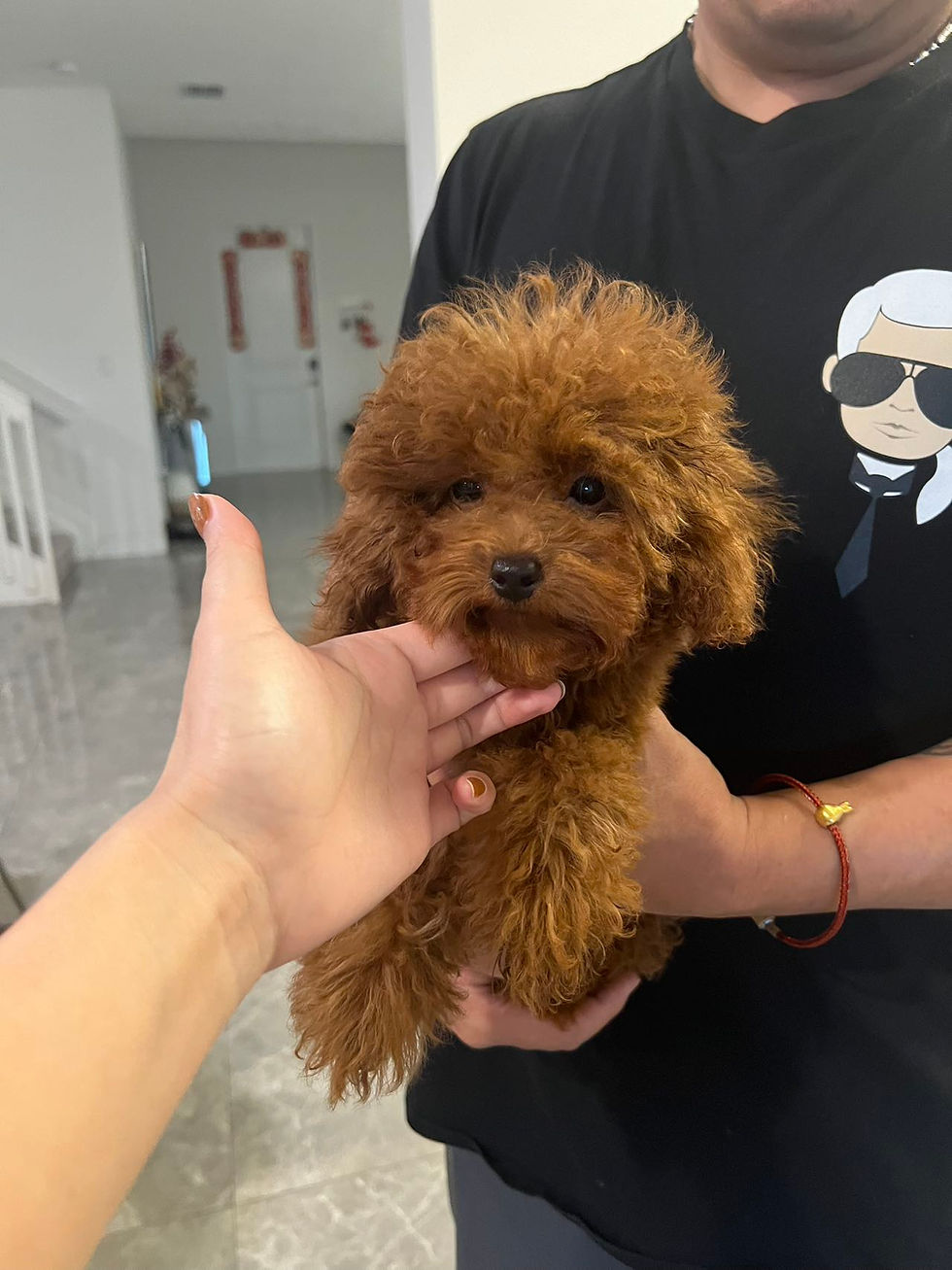 Thumbnail: luna’s new litter SOLD