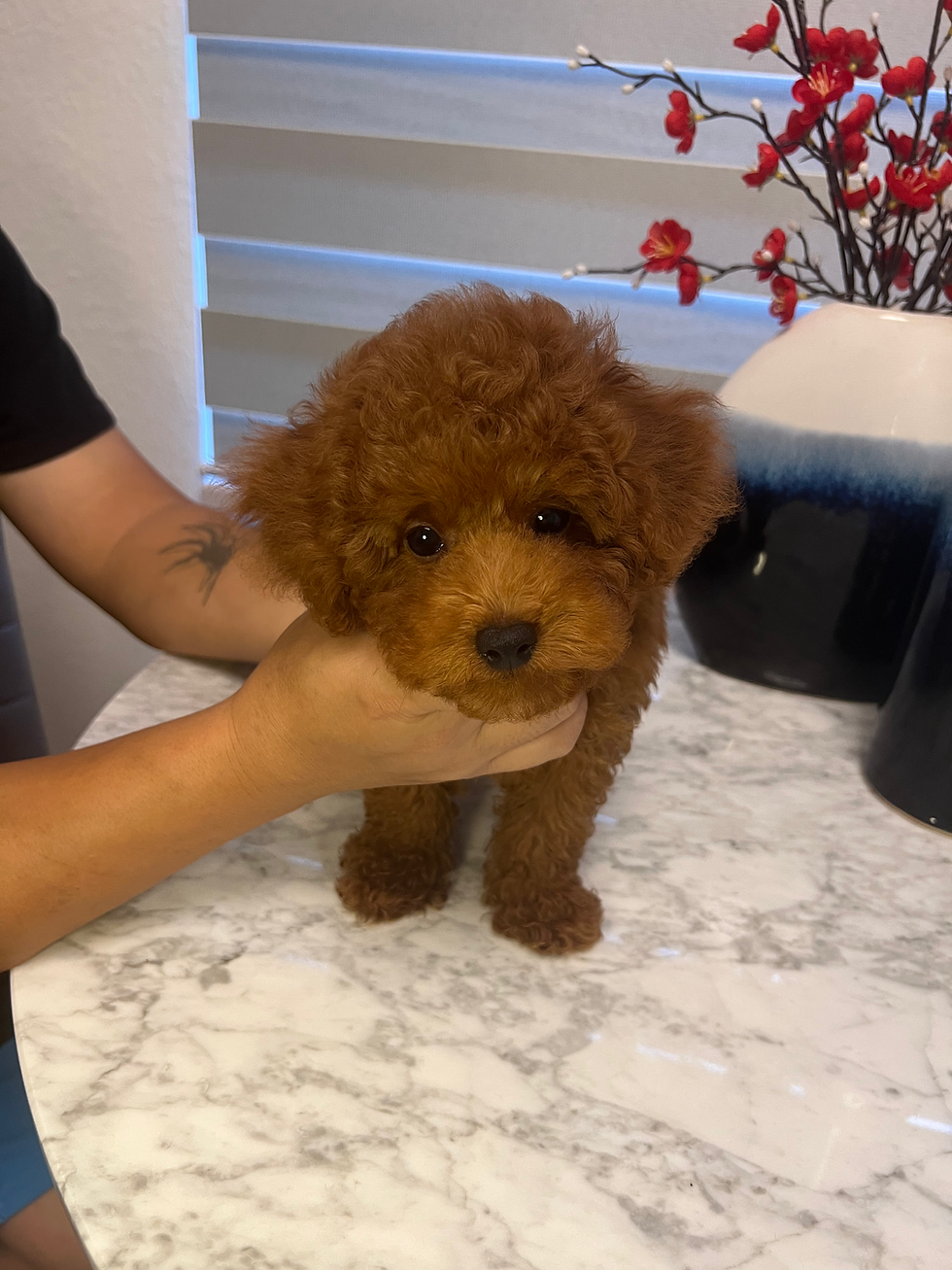 Akc certified puppies on sale now~~~