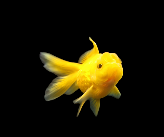 PhotoRoom-20230205_165430.png