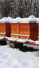 bees dormant in winter - Copy.jpg