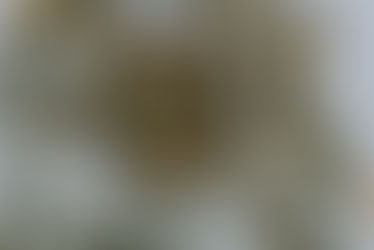 A Sip into Nature's Elegance: Unraveling the Distinction Between Certified Organic Tea and Organic Tea