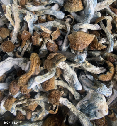 Penis Envy Mushrooms