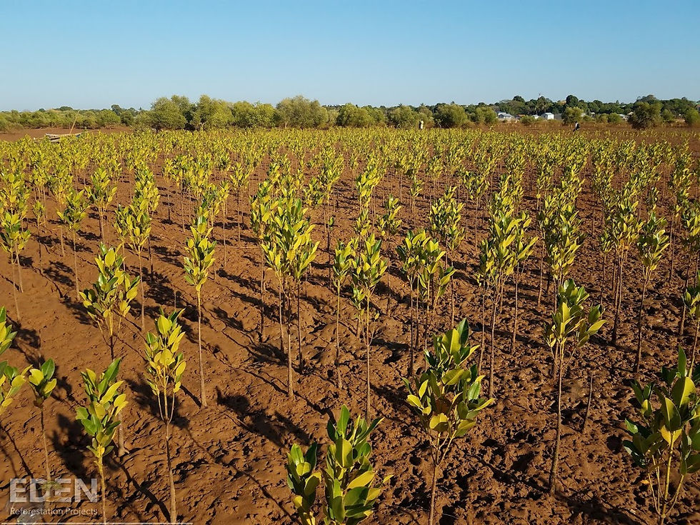 Thumbnail: Santa's Sustainable Surprise