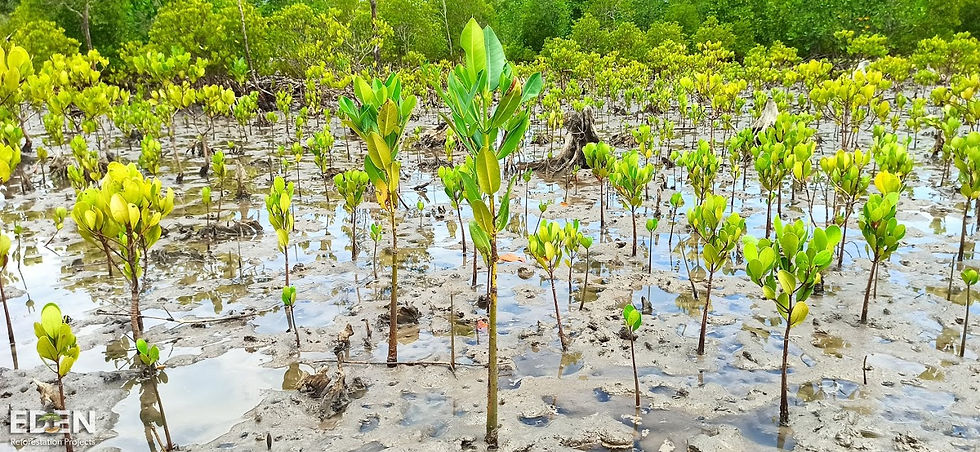 Thumbnail: Santa's Sustainable Surprise