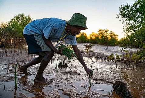 mangrove planting small image.gif
