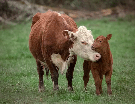 cow feed small image.gif