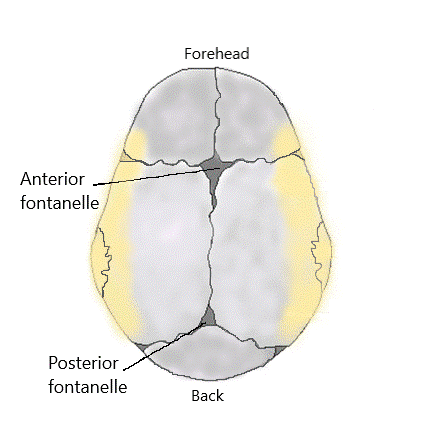 F3.medium herbalist 1.gif