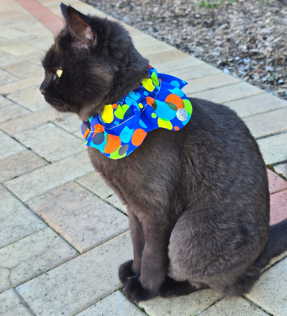 Grey cat wearing Bubble Bright bird-safe cat collar outdoors