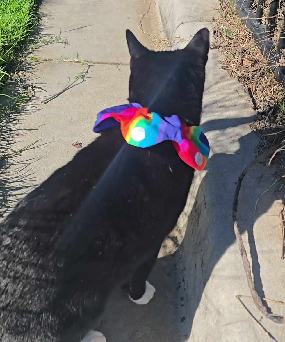Black cat wearing Rainbow Bright bird-safe cat collar in the sun outdoors with the holographic circles catching the suns rays