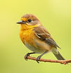 happy bird small size on screen_edited_edited_edited.jpg