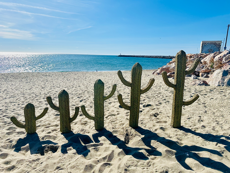 Cactus en doum 