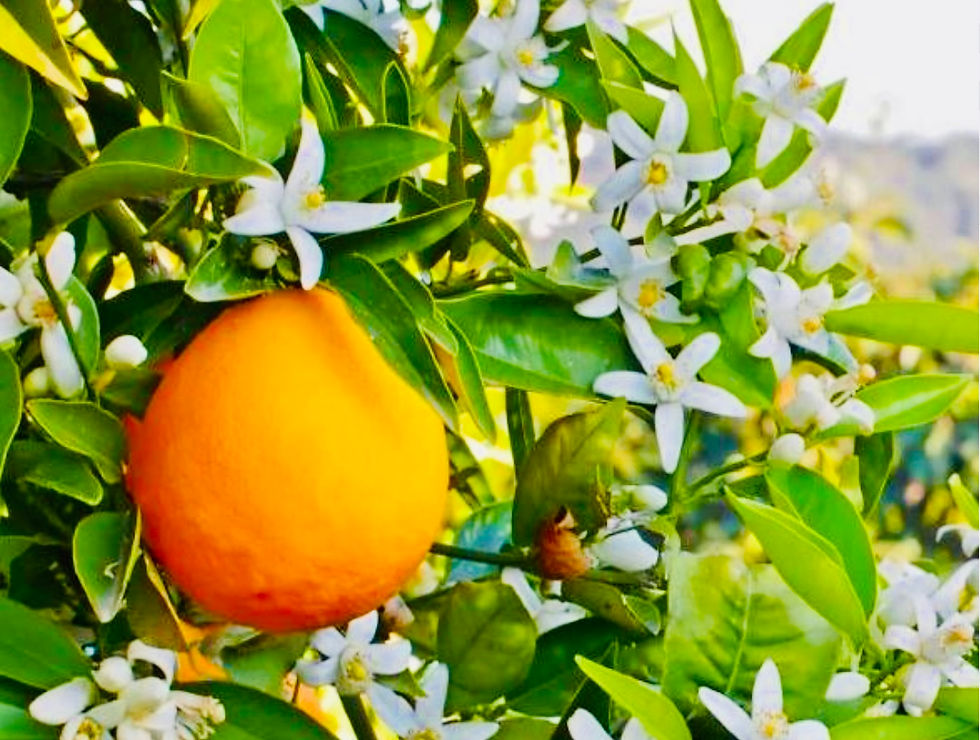 Miniature : Huile à brûler FLEUR D’ORANGER 