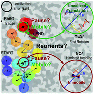 2021img_Polarization-resolved single-molecule tracking reveals strange dynamics of individ