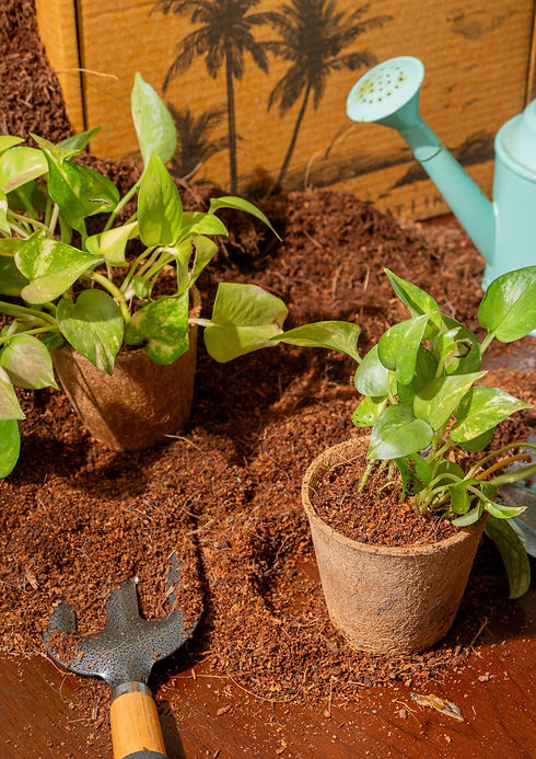 Untitled design (2).jpg