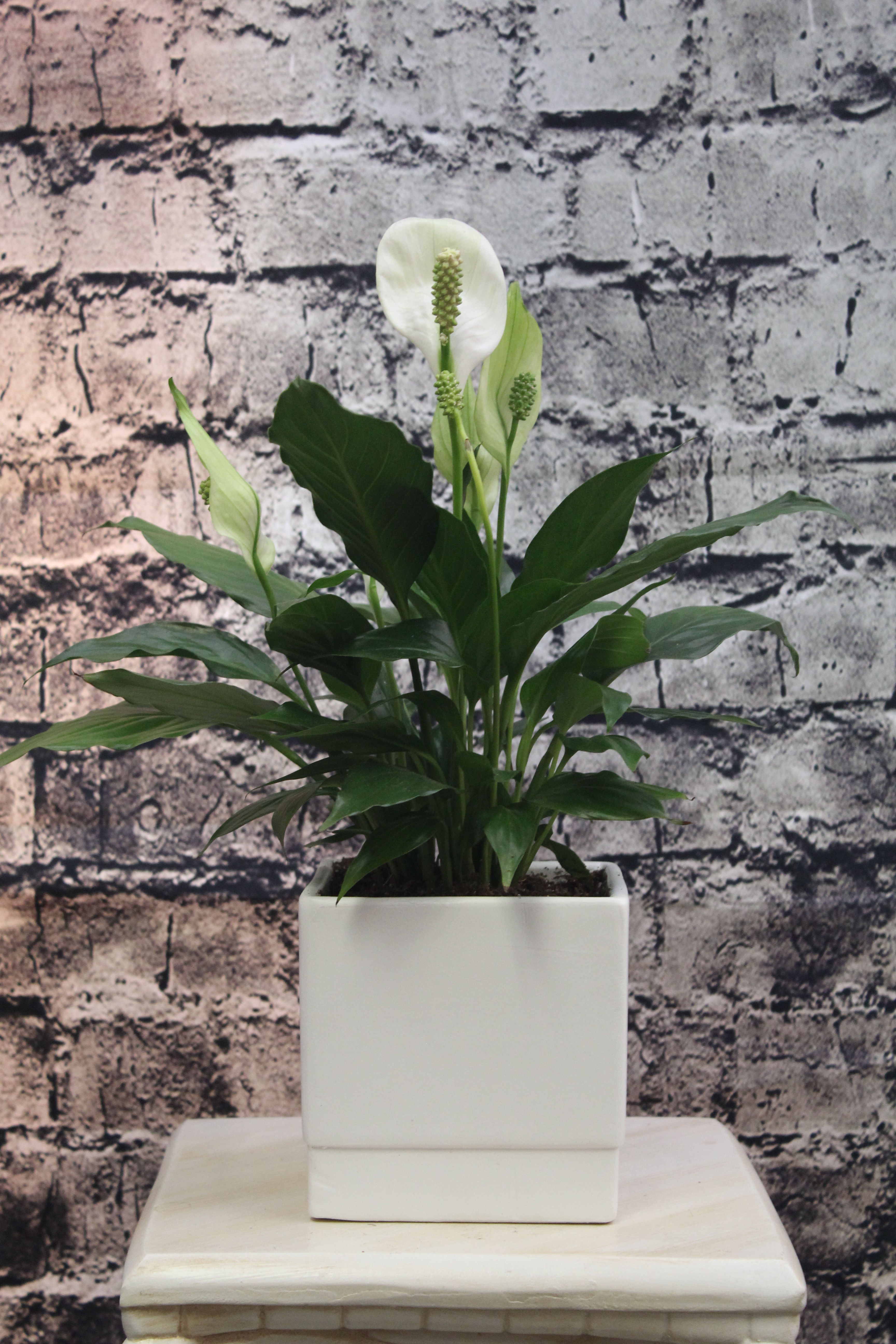 Spathiphyllum