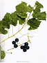 BioVitisRotundifola.png