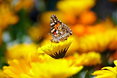 pexels-pixabay-66324.jpg