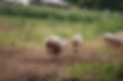 DSC03845.JPG