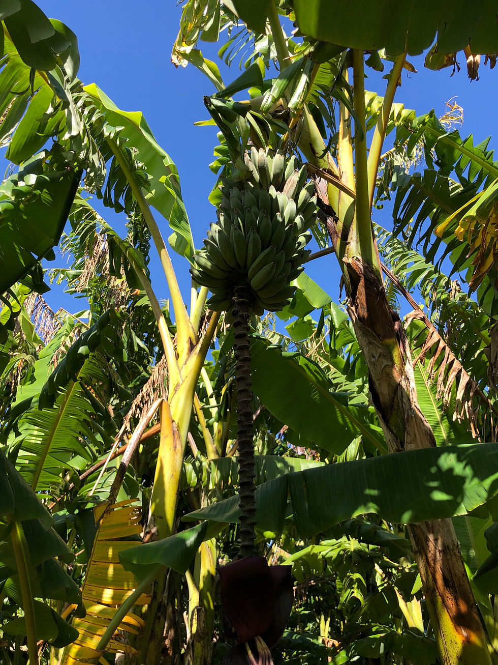Thumbnail: BANANA - PISANG AWAK (DUCASSE)