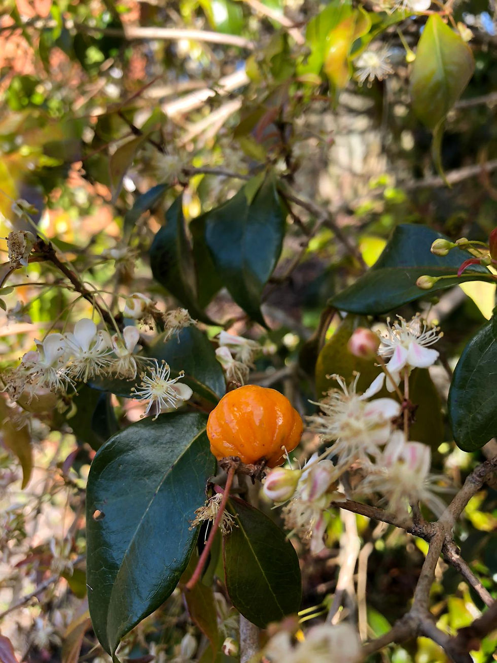 Thumbnail: SURINAM CHERRY (Eugenia uniflora)