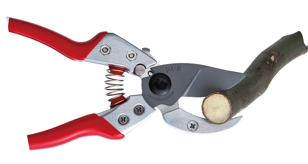 Thumbnail: ARS Professional Anvil Secateur VA8Z