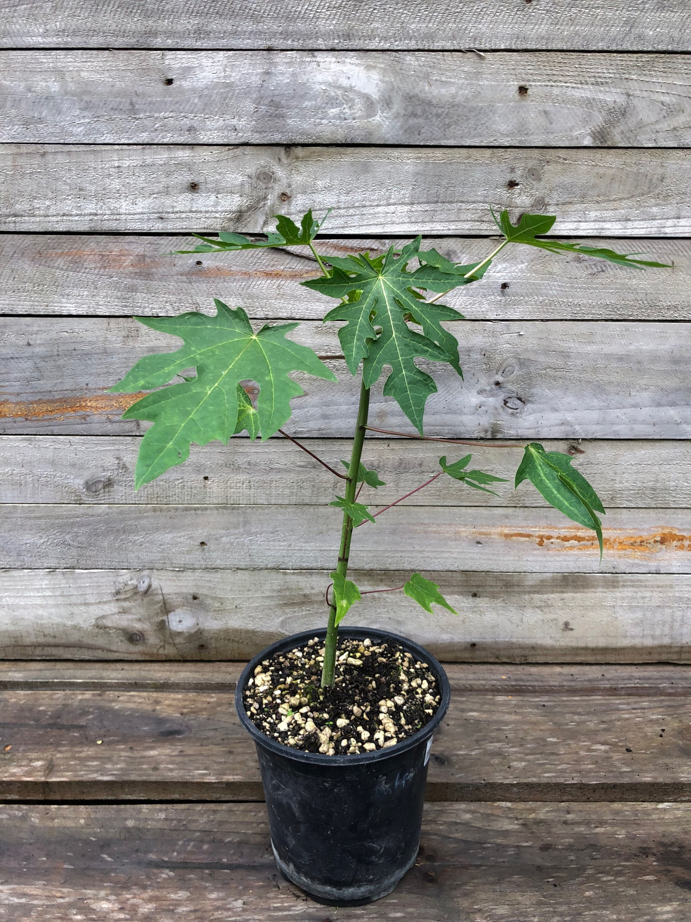 TROPICAL PAPAYA - CALINA (Carica papaya)