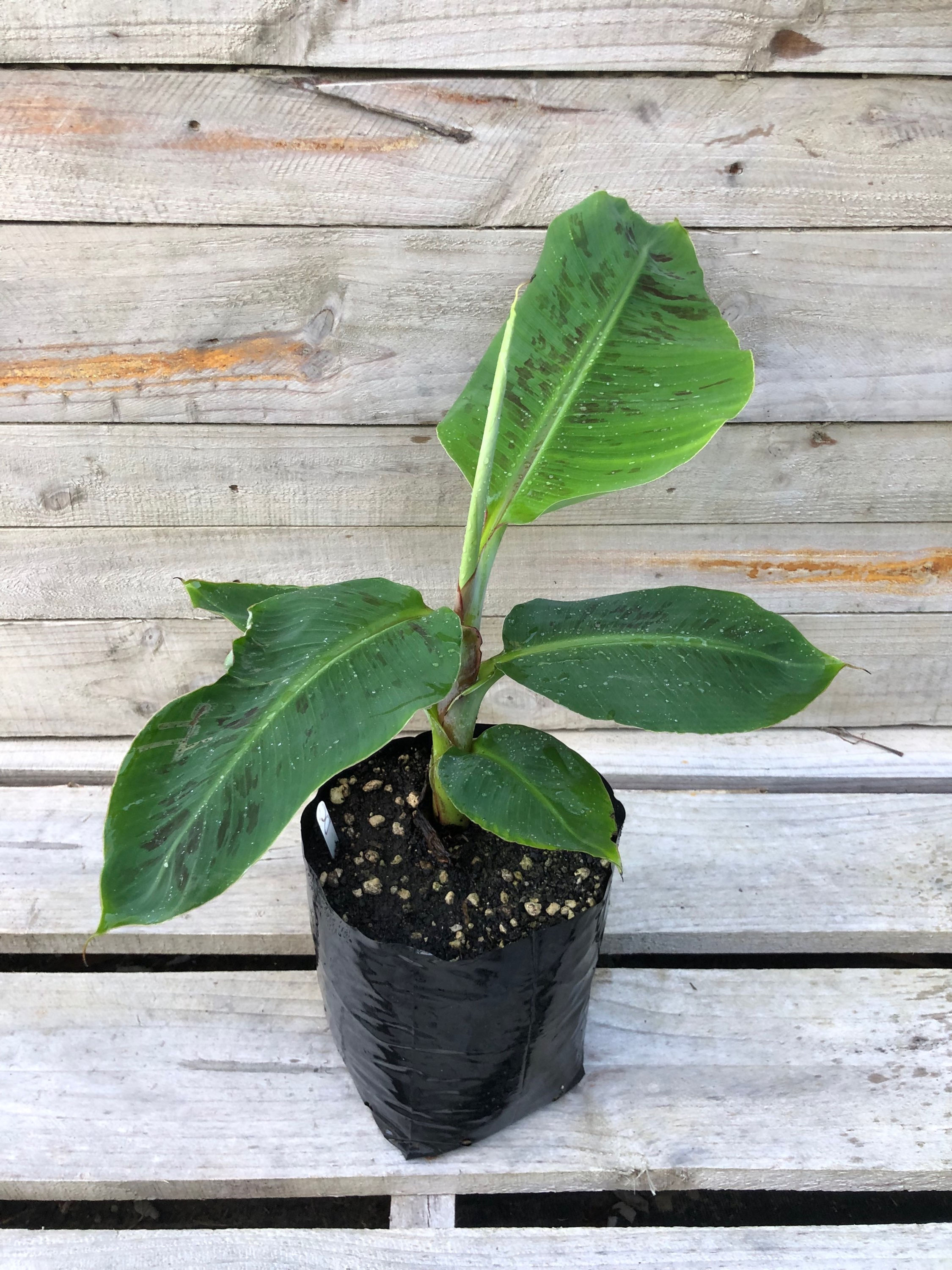 BANANA - DWARF CAVENDISH