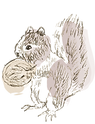 リス.png