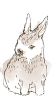 ウサギ.png