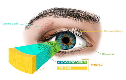 Tear Film Layers Glands Labeled (1).jpg