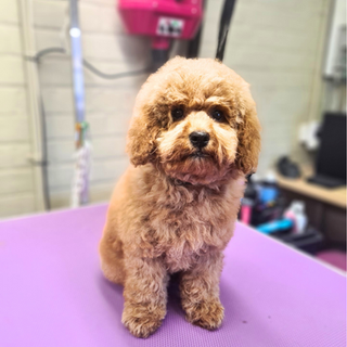 Untitled design (11).png