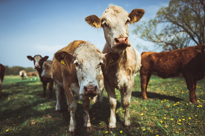 Latchetts Farm dairy herd cows
