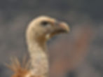 Griffon Vulture Portrait (19)