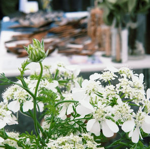 ヴィレッジ三島楽寿園2025 終えて