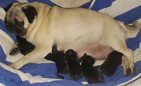 olivia.puppies