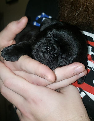 chubbs