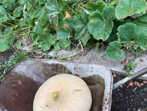 September - the Harvesting month
