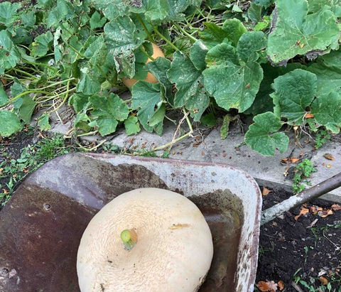 September - the Harvesting month